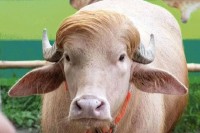 ‘ডোনাল্ড-ট্রাম্প’-এখন-চিড়িয়াখানায়