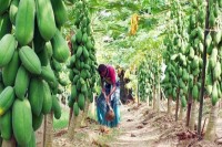 তামাক-চাষ-ছেড়ে-পেঁপেতে-বাজিমাত