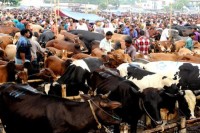 দর-কমেছে-হাটে,-রাজস্ব-নিয়ে-শঙ্কা-চসিকের