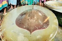 ফরিদপুরে-জালে-ধরা-পড়ল-৭-কেজির-বিরল-শাপলাপাতা-মাছ