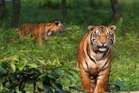 ‎বিশ্ব-বাঘ-দিবসে-সুন্দরবনের-অস্তিত্ব-রক্ষায়-বাঘ-সংরক্ষণের-আহ্বান