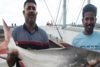 পদ্মায়-জেলের-জালে-২২-কেজির-পাঙ্গাশ,-৩৩-হাজারে-বিক্রি