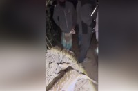 প্রাইভেট-কারের-চাপায়-প্রাণ-গেল-গর্ভবতী-হরিণের