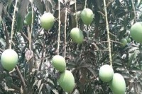 দিনাজপুরে-আমের-ফলন-:-দেড়শ-কোটি-টাকার-আম-বিক্রির-আশাবাদ