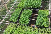 কোকোপিটে-চারা-উৎপাদন-আধুনিক-কৃষির-সম্প্রসারণে-নতুন-সম্ভাবনা