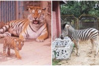 একা-জেব্রার-জন্য-বাঘ-বিনিময়ের-পরিকল্পনা