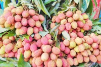 রাজশাহীর-বাজারে-আসতে-শুরু-করেছে-লিচু
