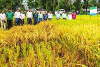 ফেনীতে-এক-মাঠে-৬৭-জাতের-ধানের-আবাদ