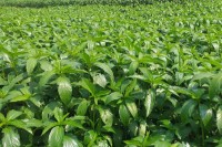 খুলনায়-বেড়েছে-পাটের-আবাদ