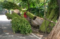 সালথায়-পানির-সংকটে-সোনালী-আঁশ,-বিপাকে-পাটচাষিরা