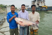 পদ্মার-২৫-কেজির-কাতল-সাড়ে-৪২-হাজার-টাকায়-বিক্রি