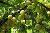 আমলকি-জুড়বে-৫টি-উপকার