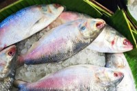 যেসব-উপকারিতা-মেলে-ইলিশ-মাছে
