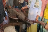 জেলের-জালে-৭১-কেজির-বিশাল-বাঘাআইড়,-১-লাখ-৫-হাজার-টাকায়-বিক্রি