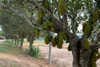মেহেরপুরে-কাঁঠালের-অধিক-ফলন