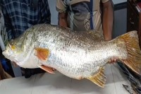 জেলের-জালে-ধরা-পড়লো-২২-কেজি-ওজনের-কোরাল