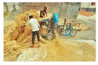 লালমনিরহাটে-খড়ের-দামে-কৃষকরা-খুশি,-খামারিরা-বিপাকে