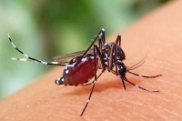 ডেঙ্গুতে-আরো-৫-জনের-মৃত্যু,-হাসপাতালে-১০৩৪