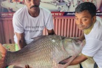 ৩৯-হাজার-টাকায়-বিক্রি-হলো-পদ্মার-কাতলা