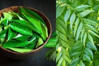 খালিপেটে-কাঁচা-কারিপাতা-খাওয়ার-উপকারিতা