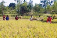শেরপুরে-বন্য-হাতির-তাণ্ডবে-জমির-ধান-নষ্ট