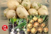 অঙ্কুরিত-আলু,-পেঁয়াজ-ও-রসুন-খাওয়া-কি-ঠিক