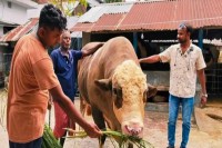 ভঙ্গিতে-পারদর্শী-‘নেইমার’-:-হেলেদুলে-থালা-বাটিতে-দেয়-লাথি