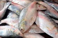 এক-ট্রলারে-১৪০-মণ-ইলিশ,-সাড়ে-৩১-লাখ-টাকায়-বিক্রি