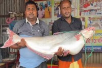 পদ্মায়-জেলের-জালে-২৫-কেজির-পাঙ্গাশ,-৭১-হাজার-টাকায়-বিক্রি