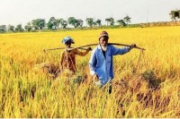 সুনামগঞ্জে-রোপা-আমনের-বাম্পার-ফলন