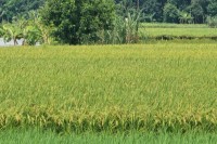 নওগাঁয়-আউশ-ধান-চাষ-করে-লাভবান-কৃষকরা