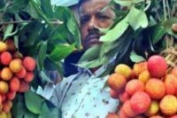 বাজারে-আসতে-শুরু-করেছে-সোনারগাঁয়ের-লিচু
