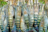চিংড়ি-রপ্তানি-১৪-বছরে-কমল-৬২%
