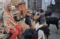 ছাগল-পালনে-সাবলম্বী-তৃতীয়-লিঙ্গের-‍শিলা