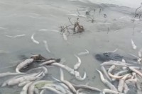 মেঘনায়-ভেসে-উঠছে-মরা-মাছ