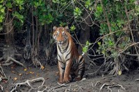 প্লাস্টিকমুক্ত-ও-জীববৈচিত্র্য-সুরক্ষার-আহ্বানে-এবারের-‘সুন্দরবন-দিবস’পালিত