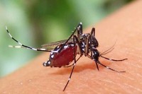 ডেঙ্গুতে-আরও-৫-জনের-মৃত্যু,-হাসপাতালে-৬৩৬