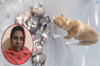 আট-কুকুরছানা-হত্যায়-মামলা,-সরকারি-কর্মকর্তার-স্ত্রী-গ্রেপ্তার