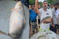 পদ্মার-এক-ইলিশ-৮-হাজার-৬শ’-টাকায়-বিক্রি