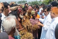 মলিন-মুখে-পচা-ধান-মন্ত্রীকে-দেখালেন-হাওরের-কৃষক
