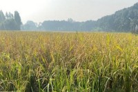 মুন্সীগঞ্জে-রোপা-আমন-ধান-কাটা-শুরু,-কৃষকের-মুখে-হাসি