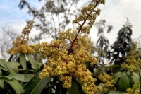চাষীরা ব্যস্ত-আমের-বাম্পার-ফলনে-পরিচর্যায়
