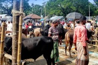 নেত্রকোণার-দেওয়ান-বাজারে-গরু-বেচাকেনা-জমে-উঠেছে