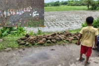 তালগাছ-কেটে-পাঁচ-শতাধিক-বাবুই-পাখির-ছানাকে-হত্যা