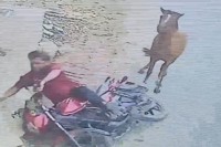 ফরিদপুরে-পাগলা-ঘোড়ার-কামড়ে-২০-জন-আহত