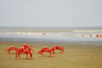সোনাদিয়া-দ্বীপের-জীববৈচিত্র্য-পুনরুদ্ধারে-৩-কোটি-৩৮-লাখ-টাকার-প্রকল্প