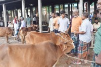 রংপুরে-জমে-উঠতে-শুরু-করেছে-কোরবানির-পশুর-হাট