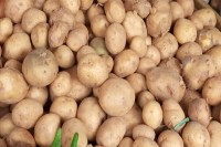 আগাম-আলু-চাষে-ব্যস্ত-কৃষক