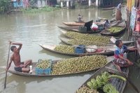 ঝালকাঠিতে বাড়ছে আমড়ার চাষ, বাম্পার ফলনে  কৃষকের  মুখে হাসি