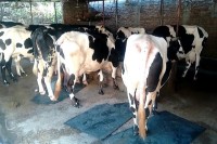 নাটোরে-উদ্বৃত্ত-দুধ-উৎপাদন